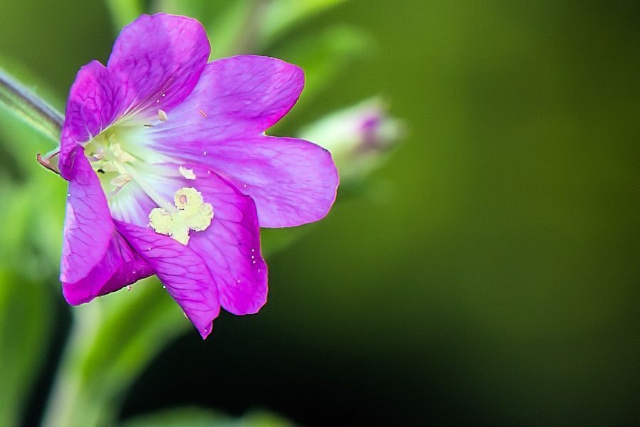 Blüte