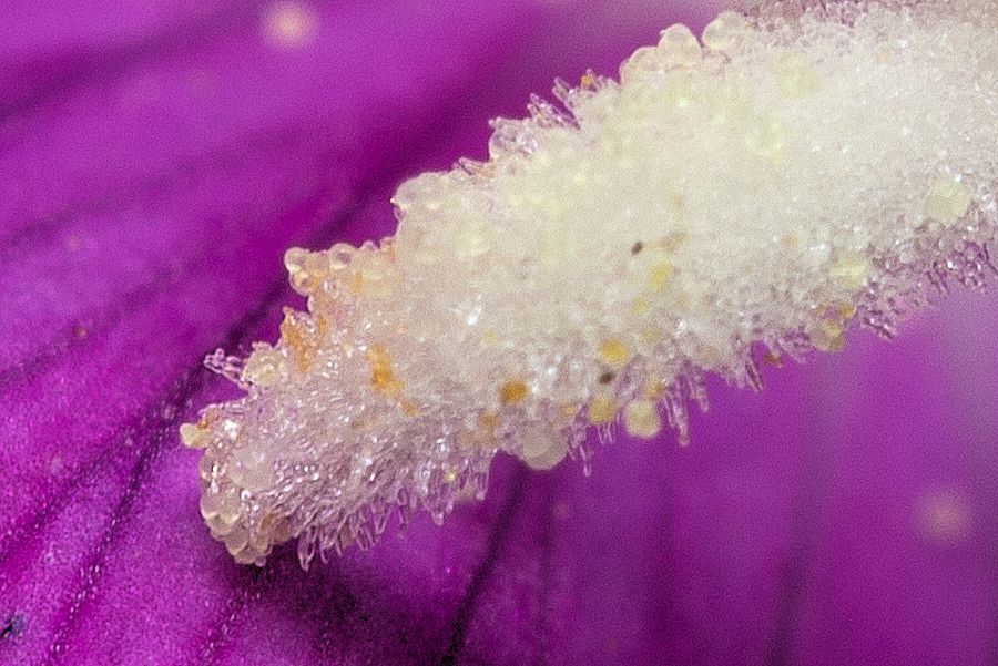 Blüte