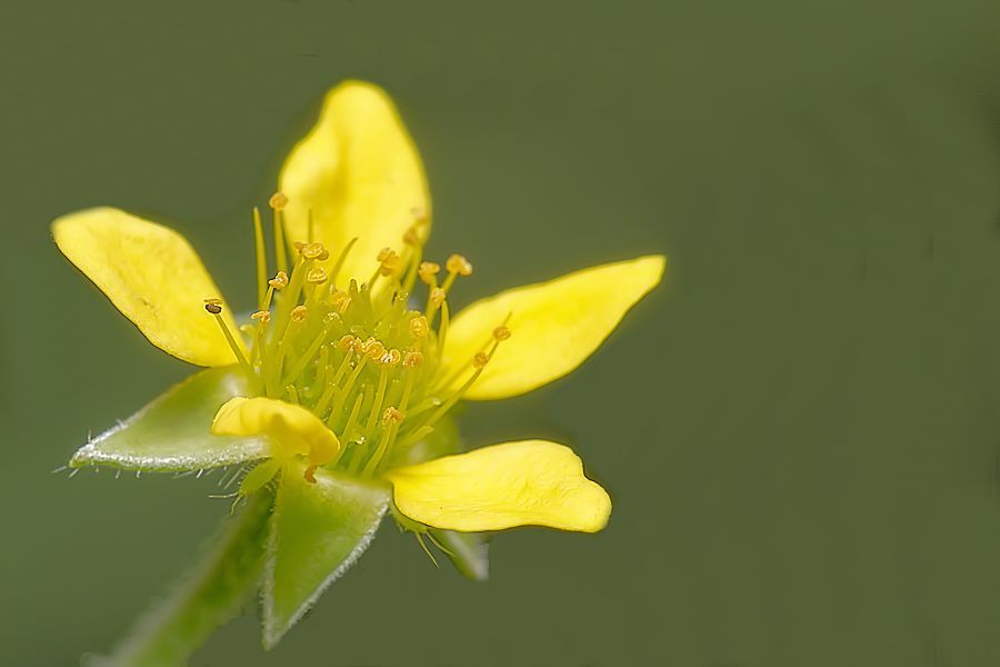 Blüte