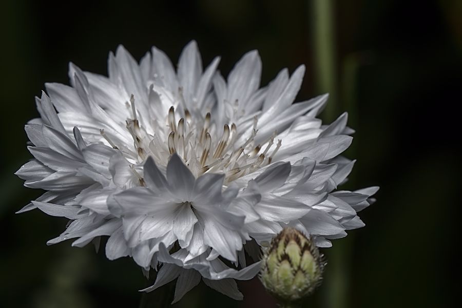 Blüte