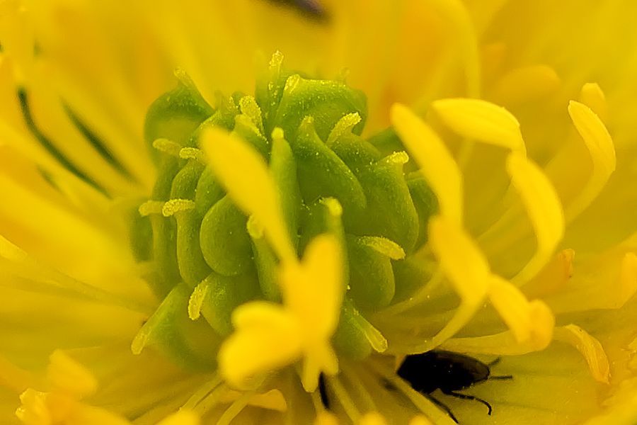 Blüte