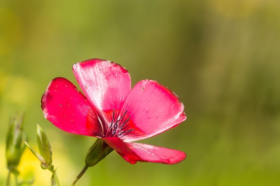 Blüte