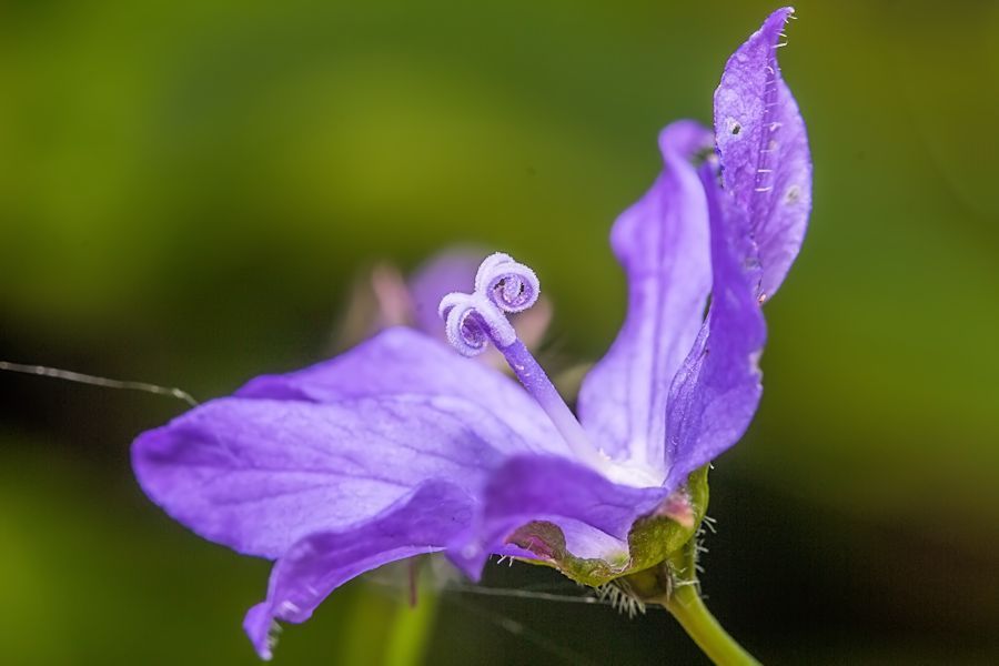 Blüte