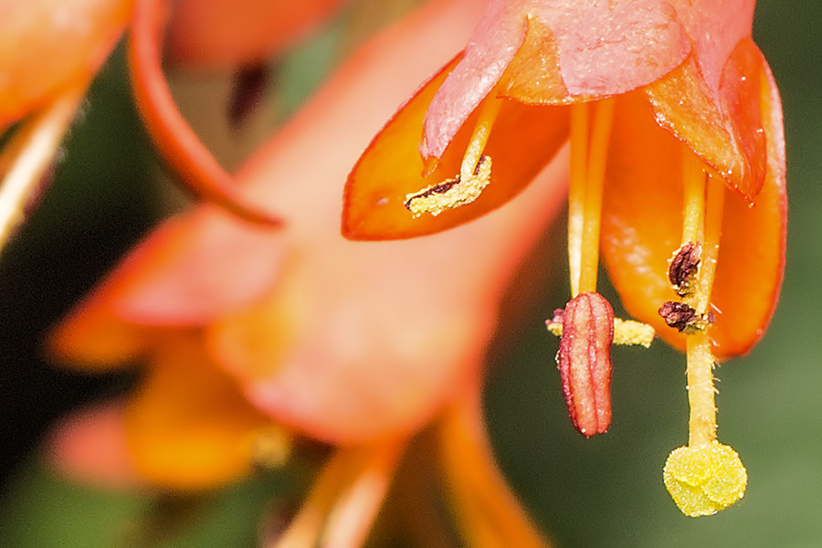 Blüte