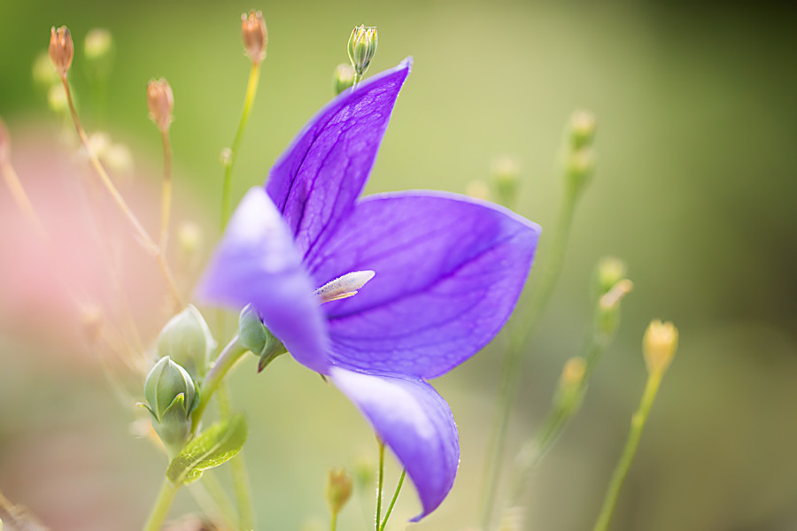 Blüte