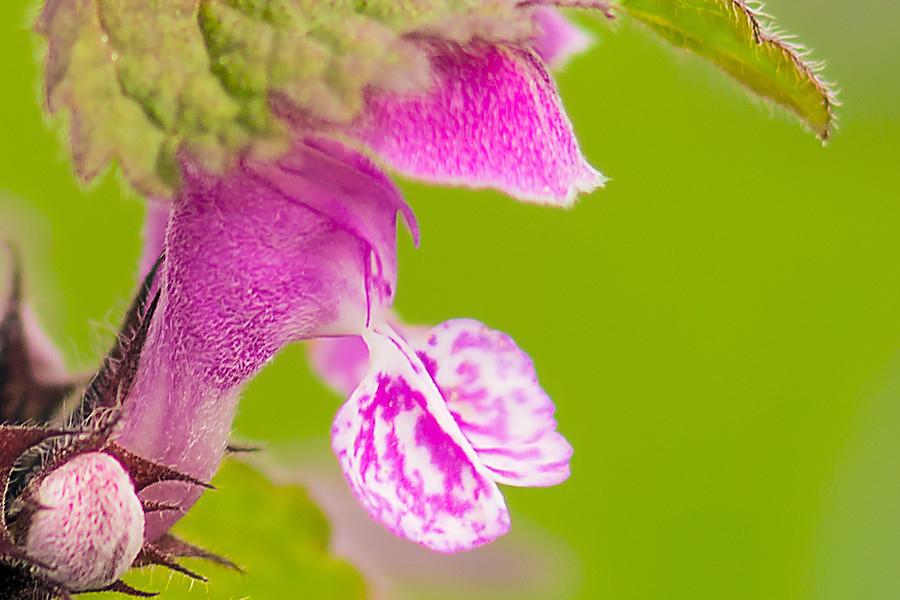 Blüte