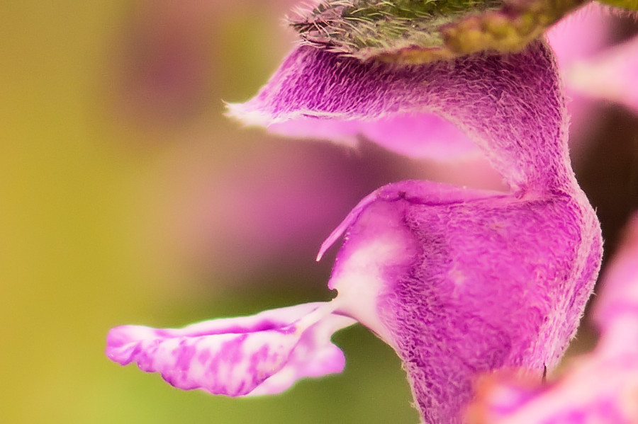 Blüte