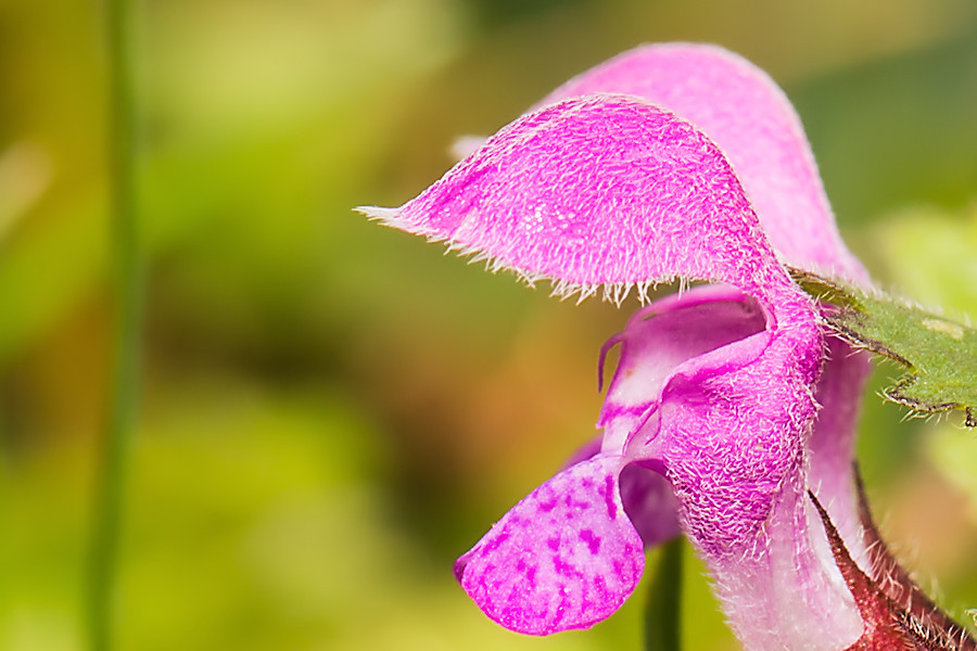 Blüte