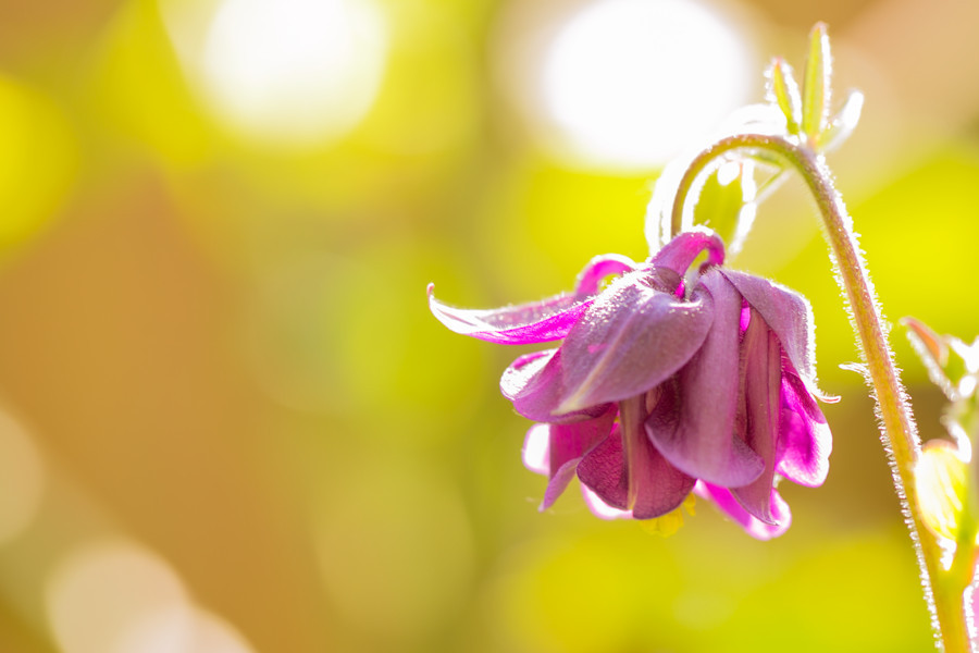 Blüte