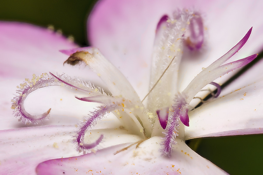 Blüte