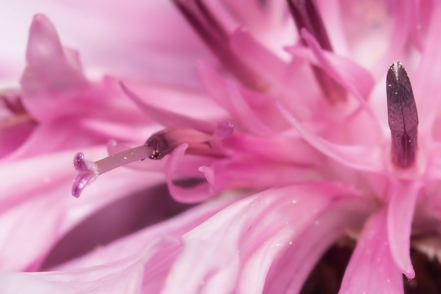 Blüte Details