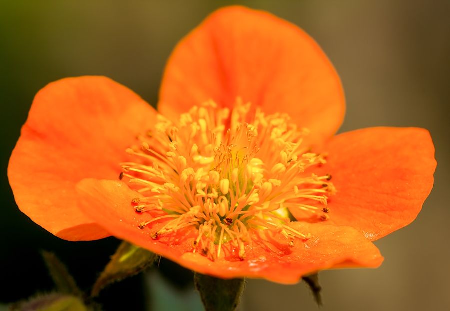 Blüte