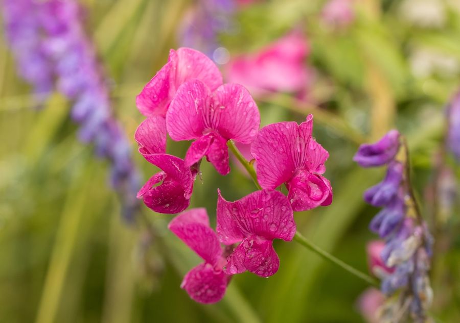 Blüte im Regen