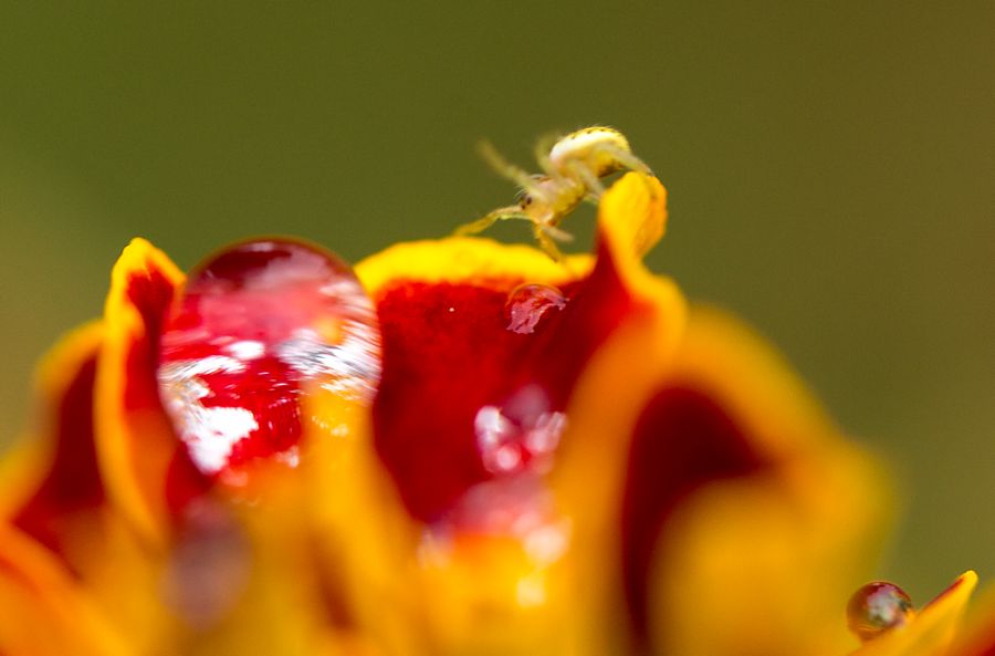 Blüte mit kleiner Spinne