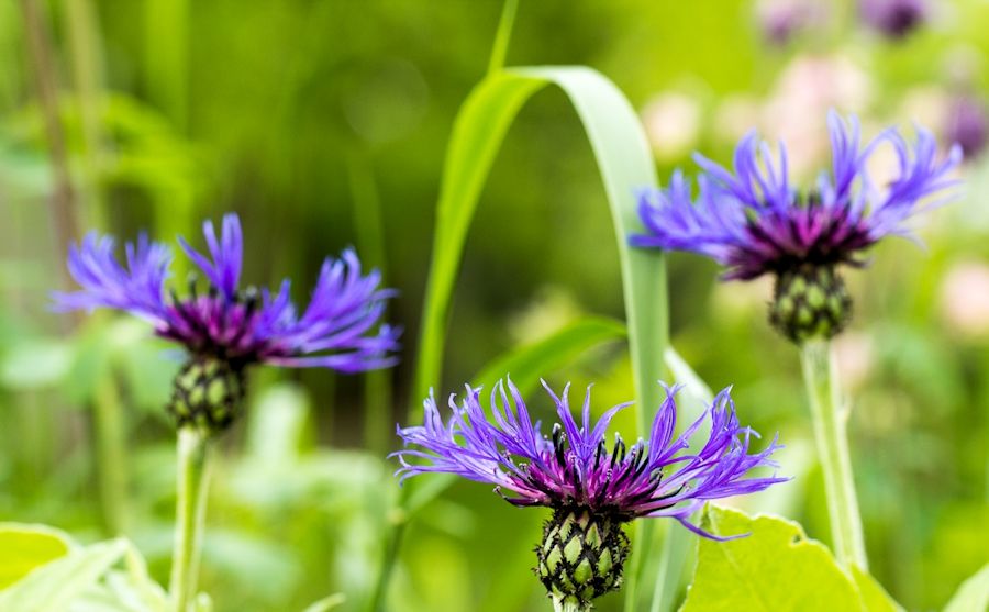 Blüten