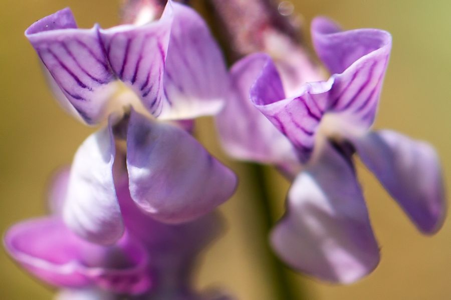 Blüten
