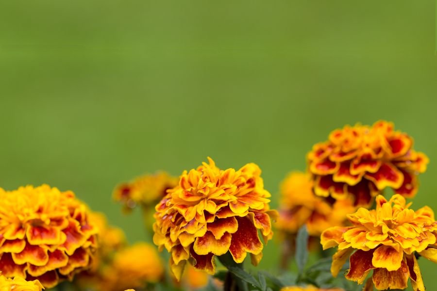 Blüten
