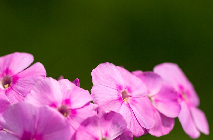 Blüten