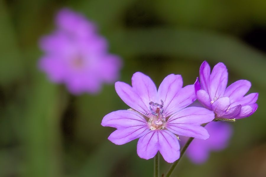 Blüten