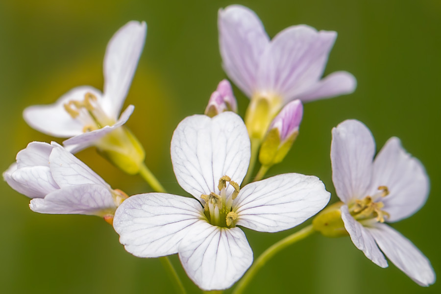 Blüten