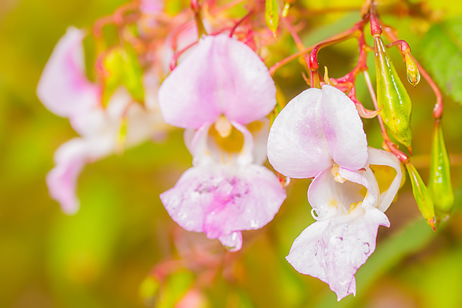 Blüten