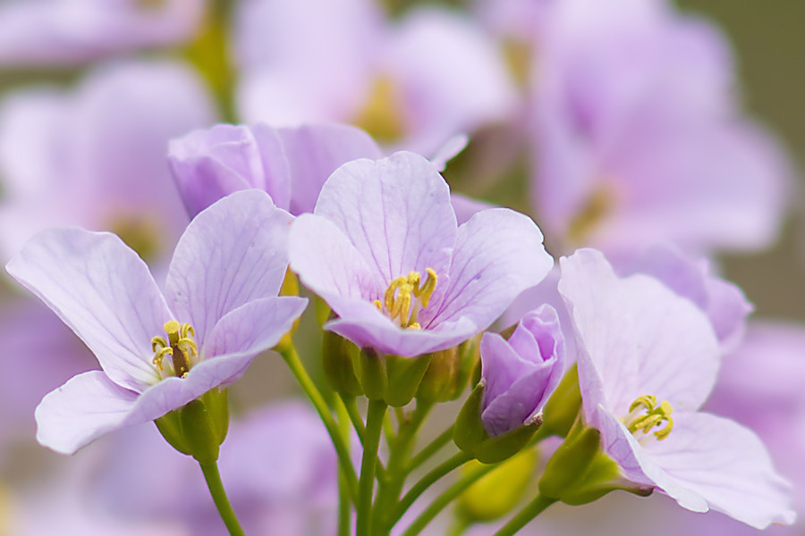 Blüten