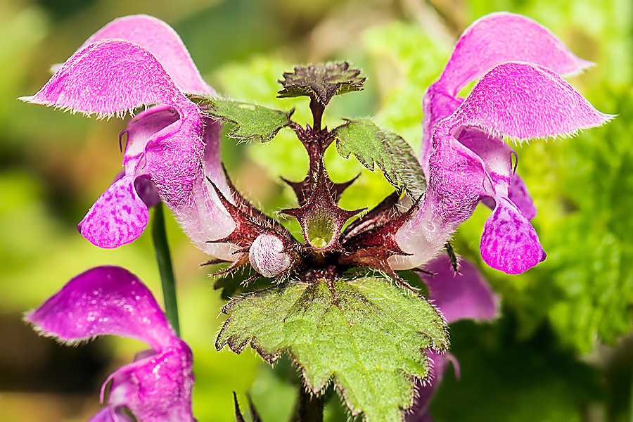 Blüten