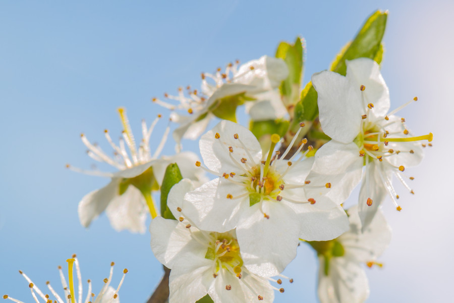 Blüten