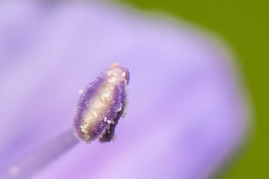 Blütendetails