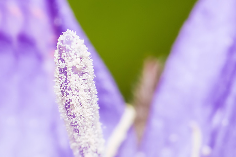 Blütendetails
