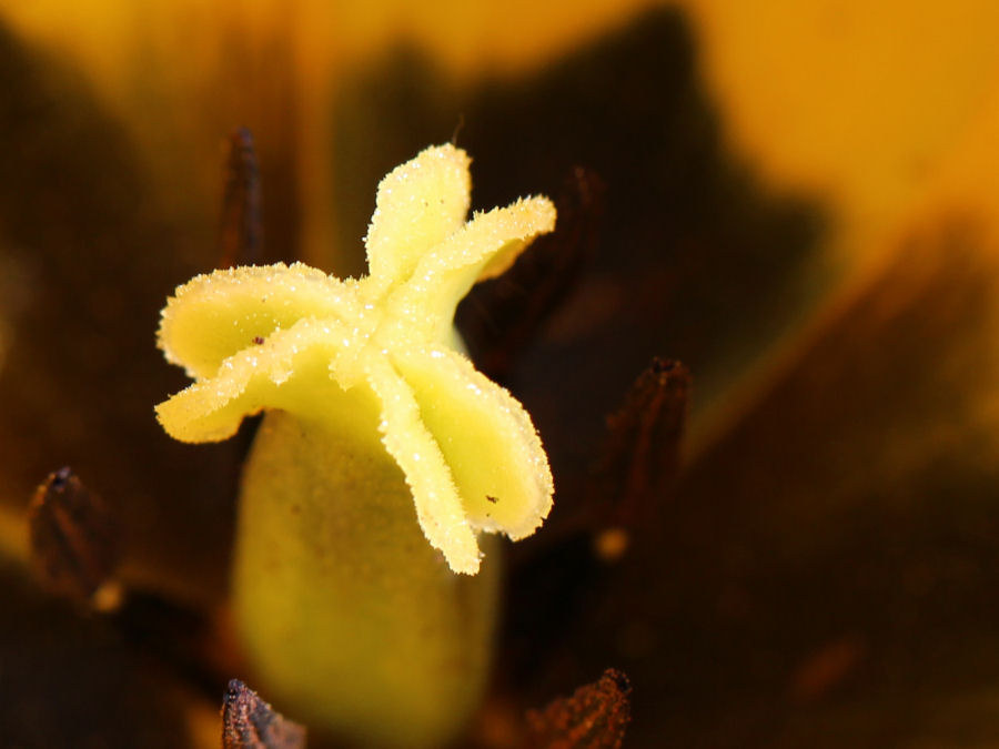 Blume