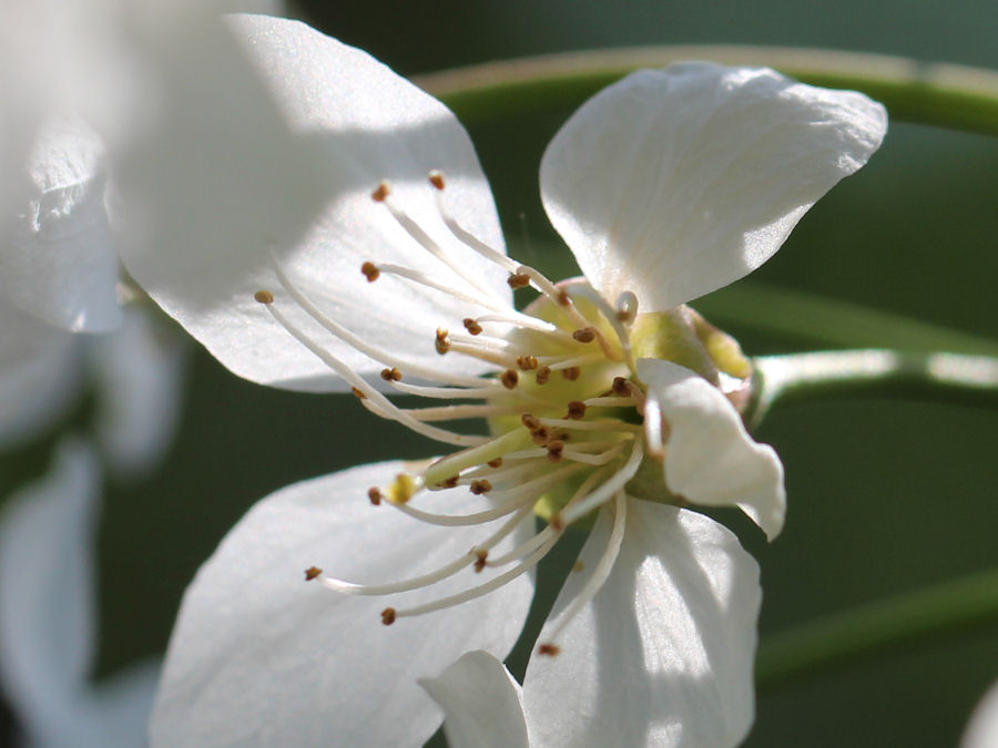 Blume