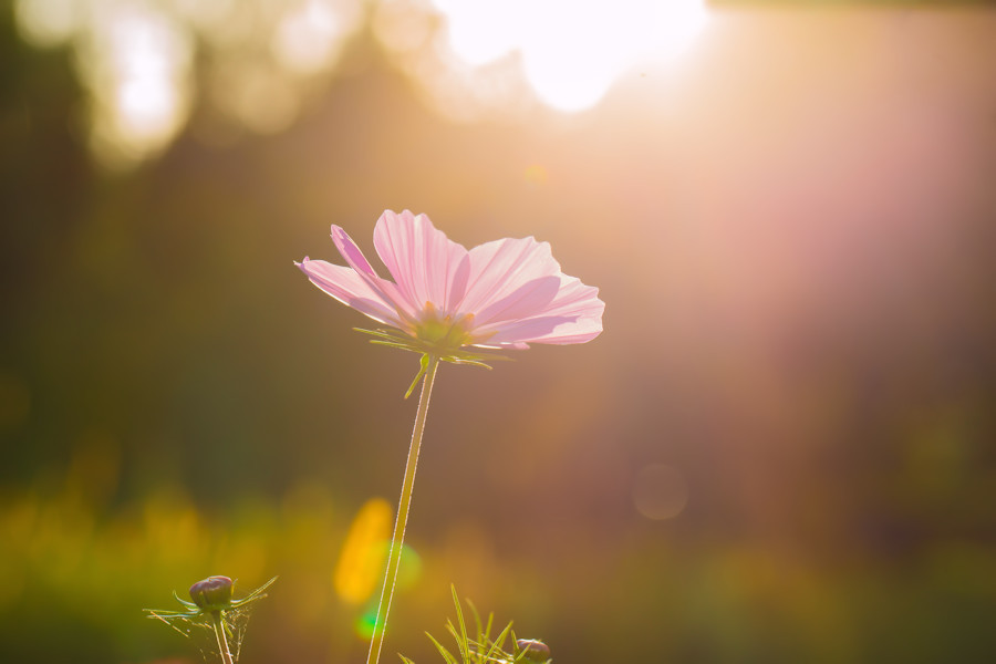 Blume im Gegenlicht