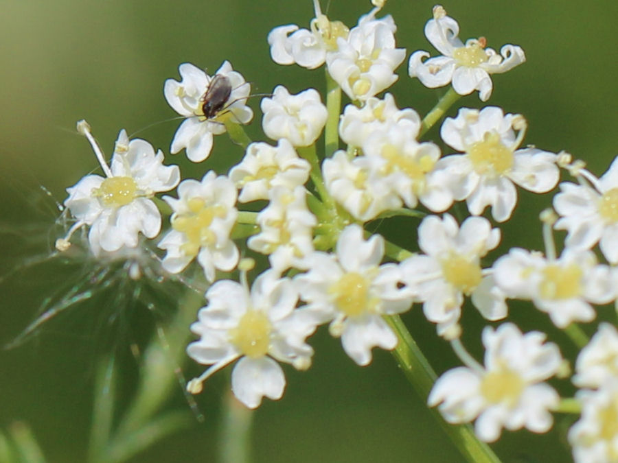 Blume mit kleinem Tier
