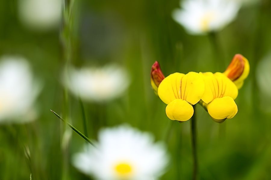 Blumenwiese