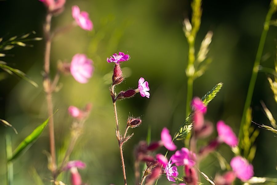 Blumenwiese
