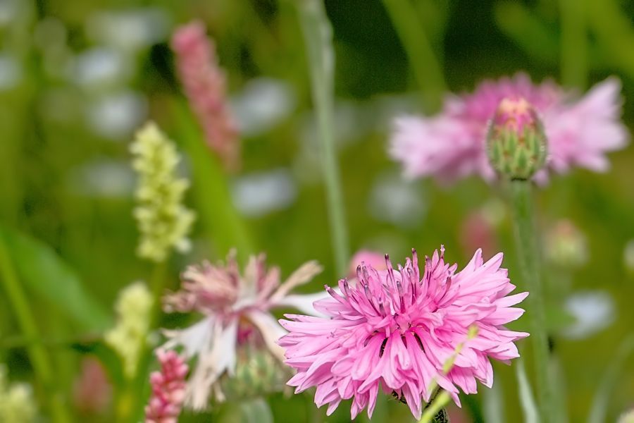 Blumenwiese