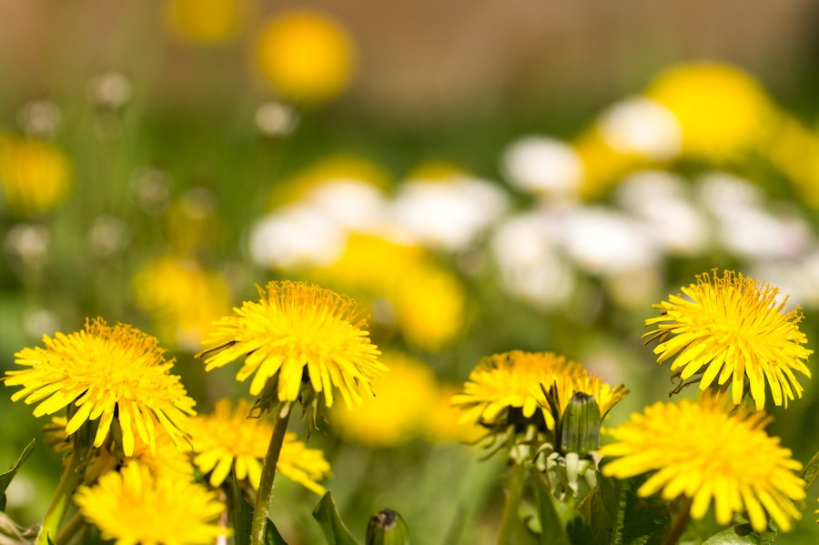 Blumenwiese
