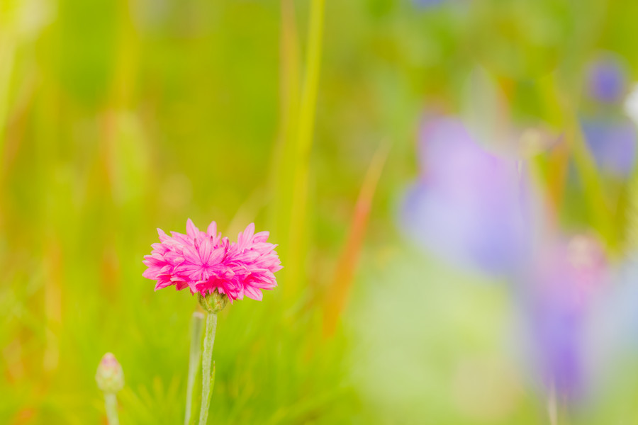Blumenwiese