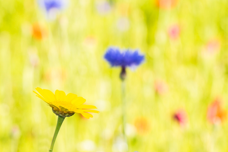 Blumenwiese