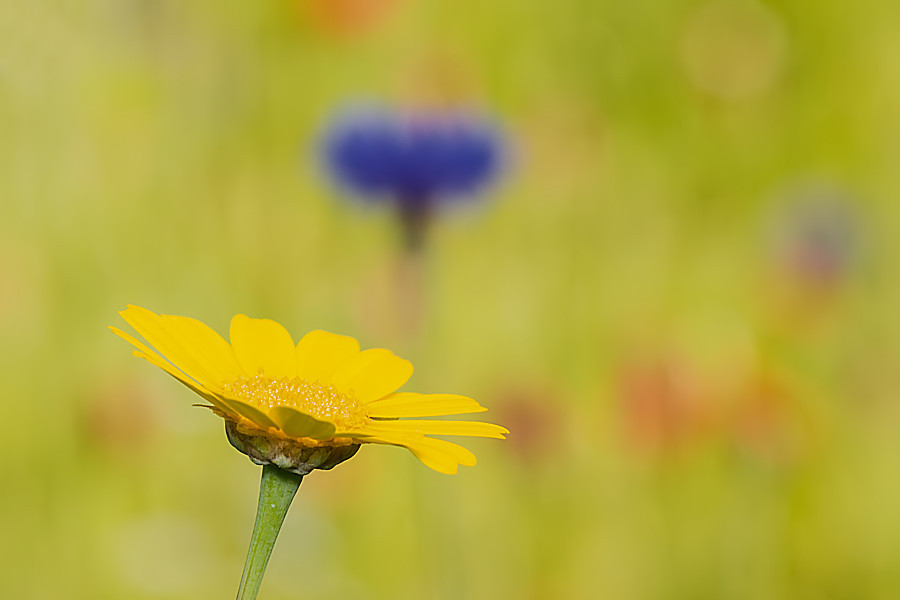 Blumenwiese