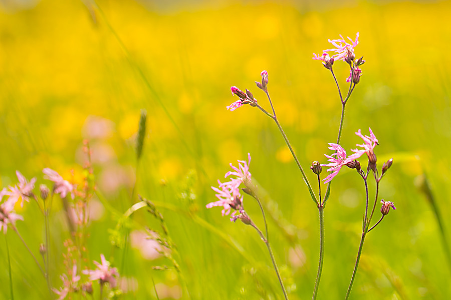 Blumenwiese