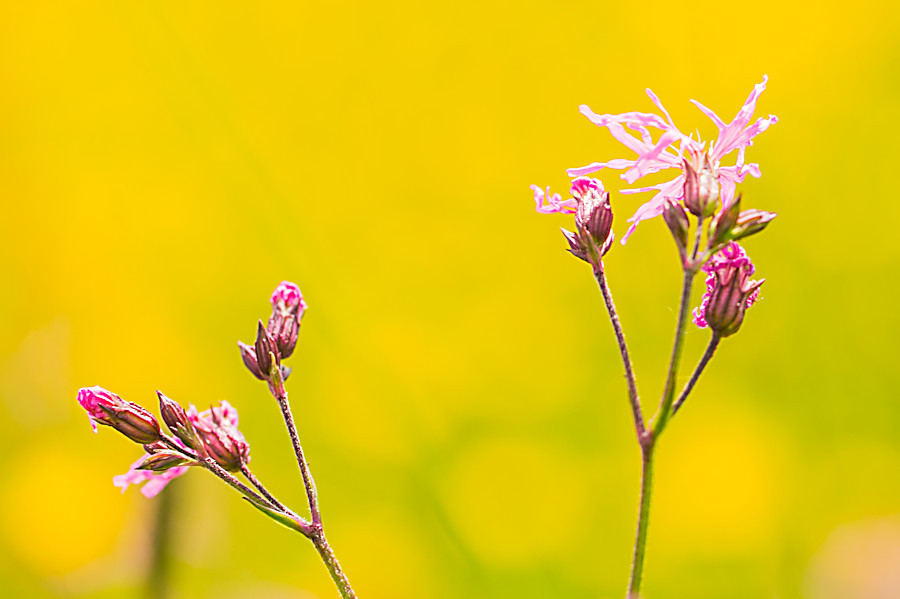 Blumenwiese