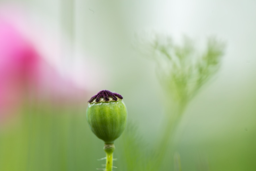 Blumenwiese