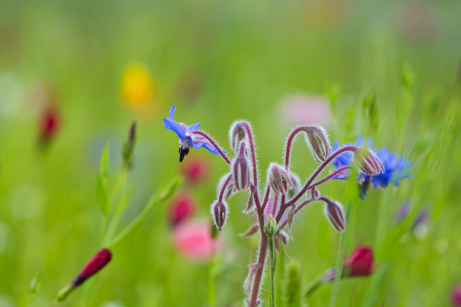 Blumenwiese