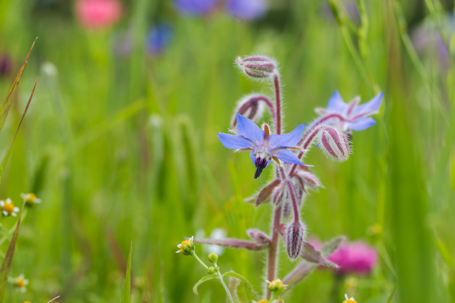 Blumenwiese