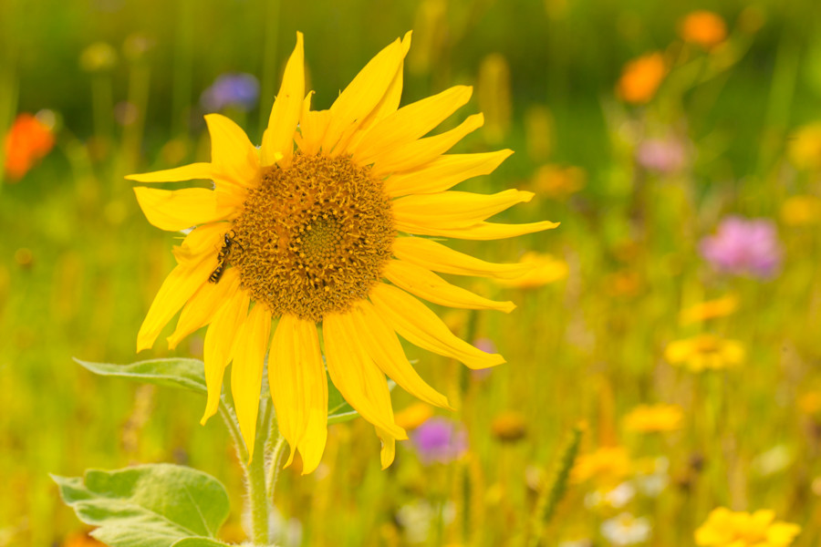 Blumenwiese mit Sonnenblume