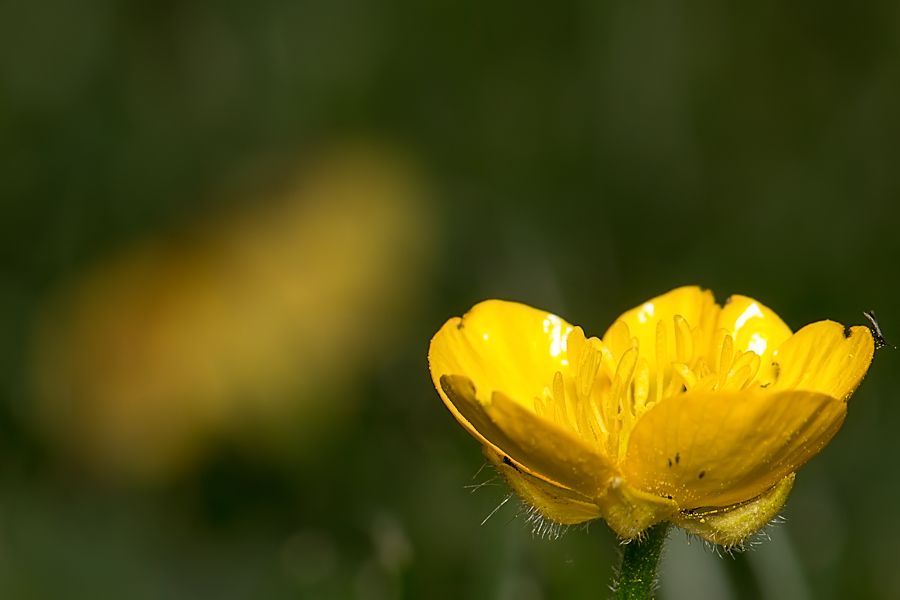 Butterblume