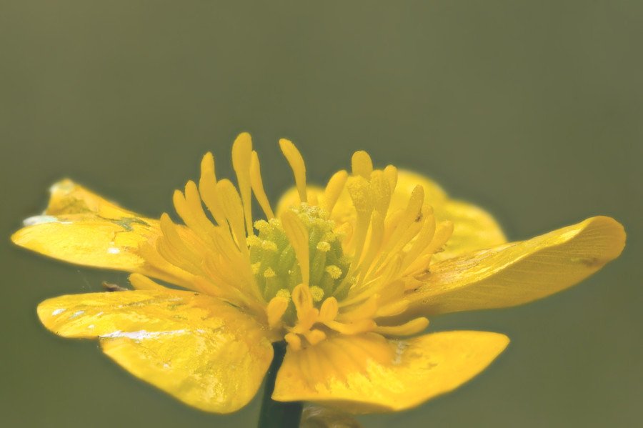 Butterblume