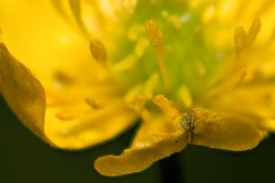Butterblume